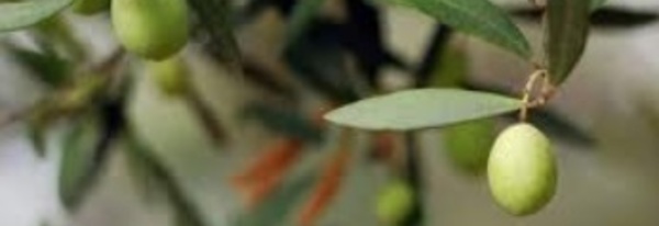 Une production oléicole de 135.090 T dans la région de Fès-Boulemane