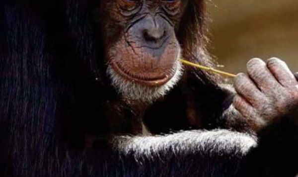 Chez les chimpanzés, casser les noix ne s'improvise pas