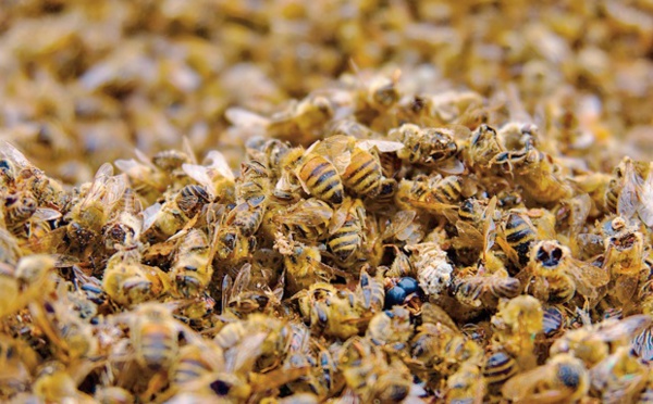 Abusivement sucrée l’assertion d’Abou Zaid El Mokrie El Idrissi !