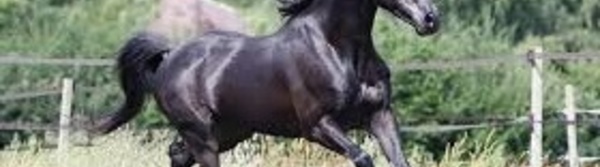 Une sensibilisation pour de bonnes pratiques de l’élevage