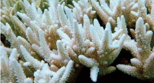 L'Australie investit dans la protection de la Grande barrière de corail