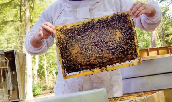 Effondrement des colonies d'abeilles: L'hypothèse d' une quelconque maladie des abeilles écartée