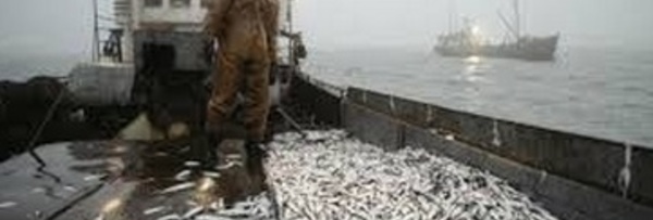 Les navires russes désormais autorisés à pêcher dans  les eaux nationales