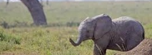 La Fondation ONA consacre l’année à la célébration de l’Afrique