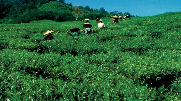 Le thé peut aider à transformer les systèmes agroalimentaires en vue d’éliminer la pauvreté et la faim