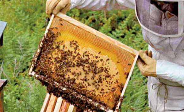 Des facteurs climatiques et environnementaux en seraient la cause