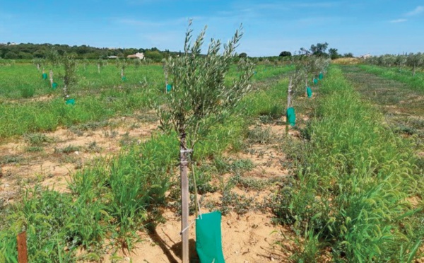 Les problèmes de l’eau et du Plan Maroc vert toujours aussi lancinants