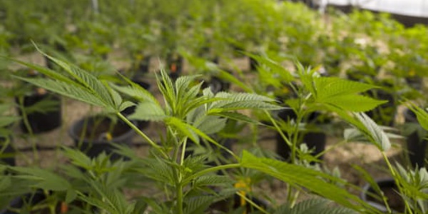 L'avenir de la culture du cannabis sous les projecteurs à Tanger