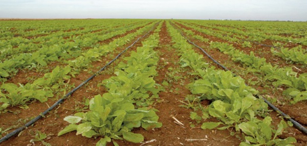 La Banque mondiale débloque 180 millions de dollars en appui à une agriculture durable au Maroc