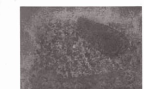 Ahmed Barakat ou l'effervescence des mots