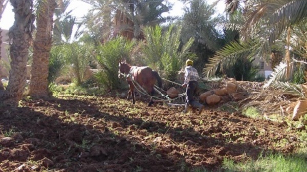 Ban Ki-moon appelle à soutenir  les petits agriculteurs