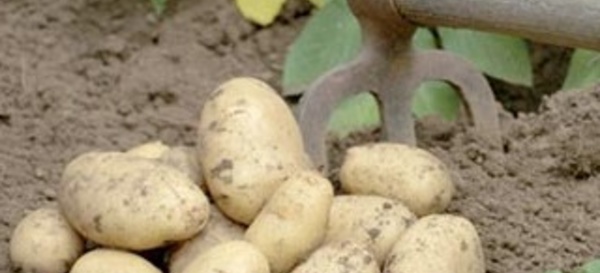 Appel à adopter des mesures incitatives pour relancer les exportations des pommes de terre