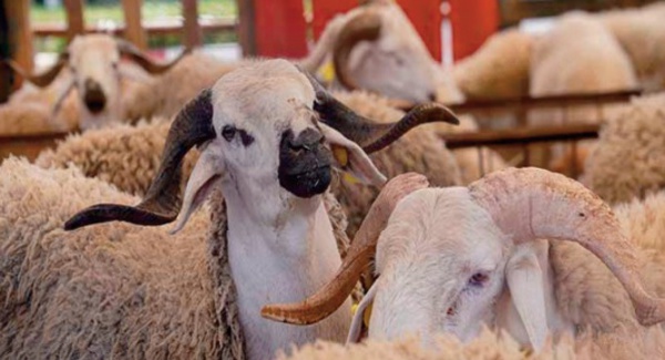 Aid Al-Adha 1443: Plus de 3 millions d'ovins et de caprins identifiés jusqu ’ au 16 mai