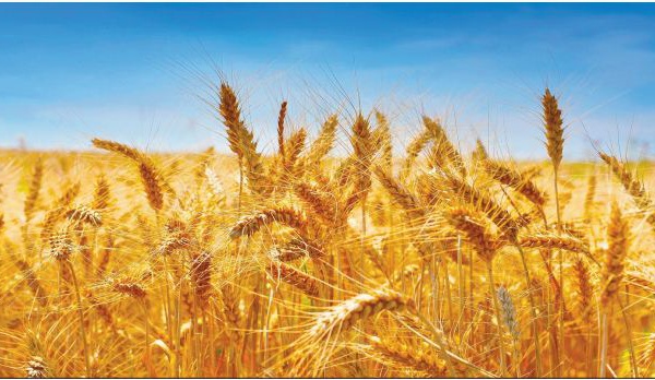 Forte baisse de la production des céréales en perspective