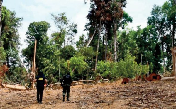 Davos appelle à ce que la déforestation de l'Amazonie ne soit plus synonyme de rentabilité