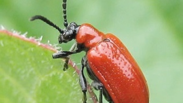 Marrakech accueille un symposium sur la résistance des plantes aux insectes