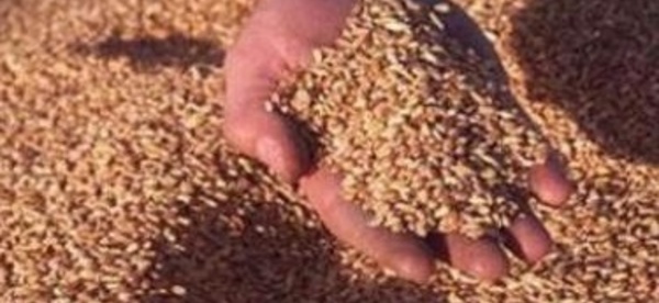 21,8 millions de quintaux de céréales collectés