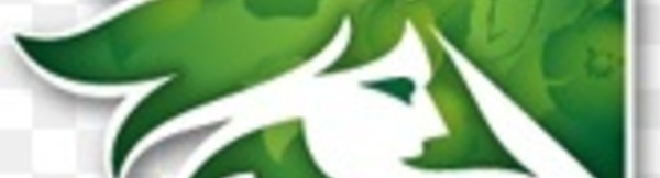 Le cheval barbe  marocain à l’honneur