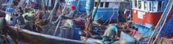 Baisse des débarquements  de la pêche côtière et artisanale