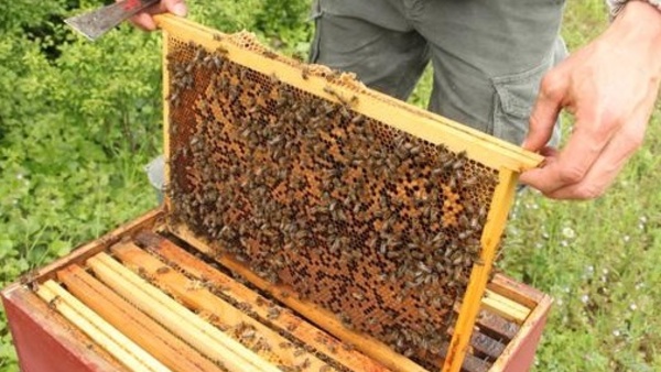 Le miel d’euphorbe, un produit du terroir très prisé au Maroc