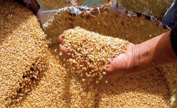 Plus que jamais le blé vaut de l’or