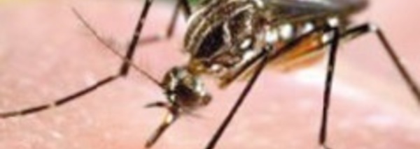 Le moustique, l’animal le plus mortel de la planète