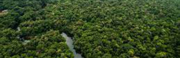 Biodiversité au Brésil; Course contre la montre des scientifiques en Amazonie