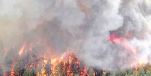 Les incendies de forêt en nette régression