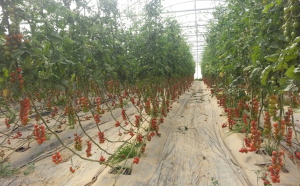 La FIFEL dénonce la pression de lobbies européens sur la tomate marocaine