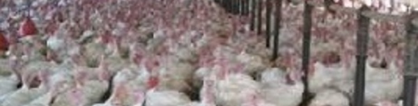 L’affaire Zalagh Holding fait des remous