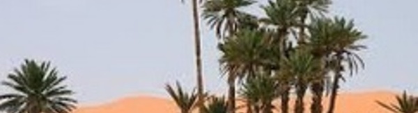 Elever les oasis au rang de patrimoine mondial