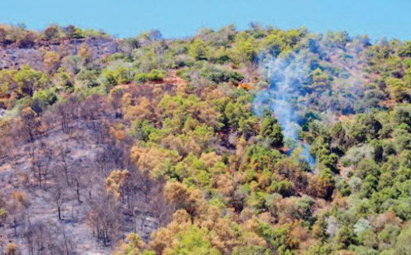 L’incendie de la forêt "Kodiat Tifour" presque entièrement circonscrit