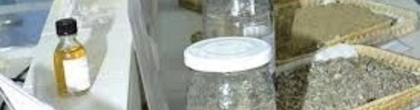 Promouvoir la recherche et le développement des plantes aromatiques et médicinales