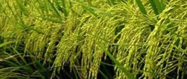 Mobilisation pour le développement de la riziculture dans la région du Gharb