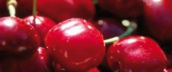 Sefrou cueille ses belles cerises