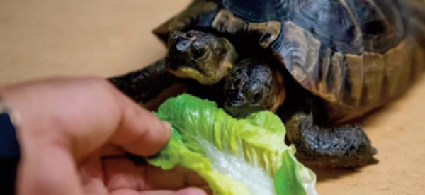 Des fleurs pour l'anniversaire de Janus la plus vieille tortue à deux têtes