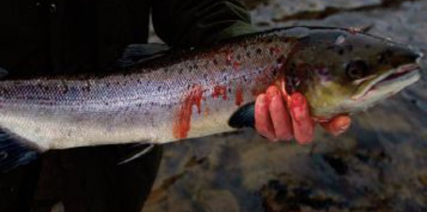En Ecosse, les pêcheurs désespèrent face à la disparition des saumons sauvages