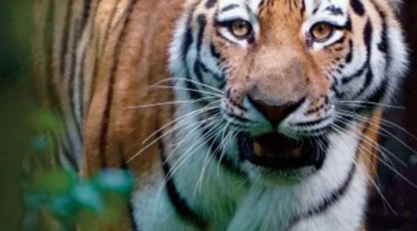 Un tigre errant sur un campus bouleverse l'agenda de milliers d'étudiants