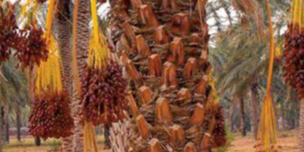 Taghjijt à l’heure de la 17ème édition de la foire des dattes