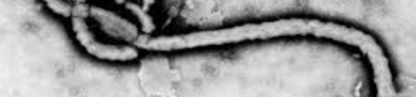 Ebola perturbe le trafic aérien et le foot en Afrique de l'Ouest