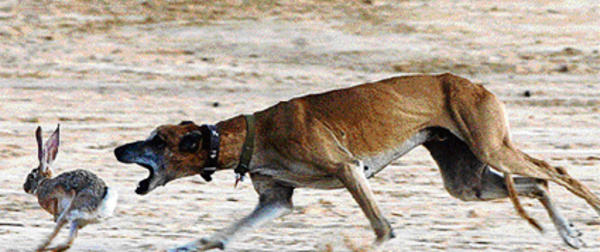 Festival des chasses traditionnelles