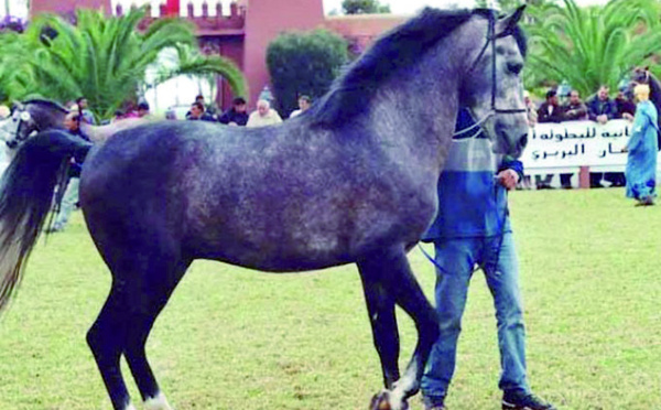 Une vente aux enchères publiques  de chevaux au Festival de Bouznika