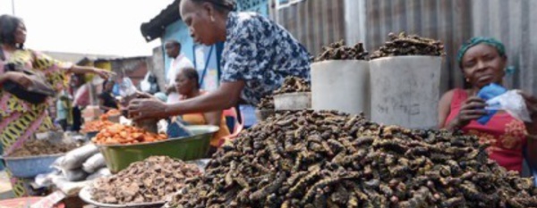 A Kinshasa, on croque chenilles ou larves pour le plaisir ou leurs protéines