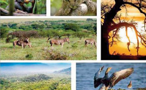 La responsabilité de l'Afrique de protéger la biodiversité