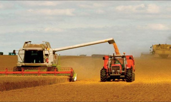 La FAO revoit à la baisse ses prévisions de production céréalière mondiale pour 2022