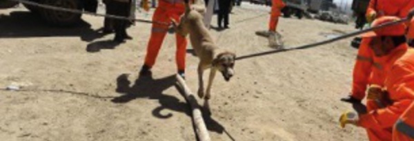 Le sort tragique des chiens errants de Kaboul, capturés et empoisonnés