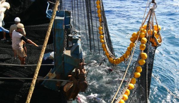La surpêche en forte diminution en Méditerranée et en mer Noire
