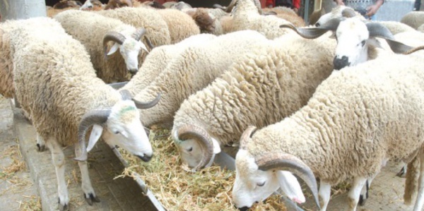 Le marché devrait couvrir la demande