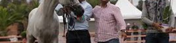 Championnat national "Modèle  et Allures" des chevaux pur-sang arabe