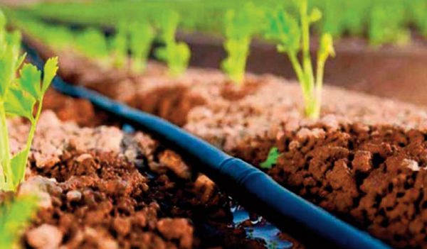 La sécurité alimentaire et hydrique, un facteur indispensable au maintien de la paix dans le monde et particulièrement en Afrique